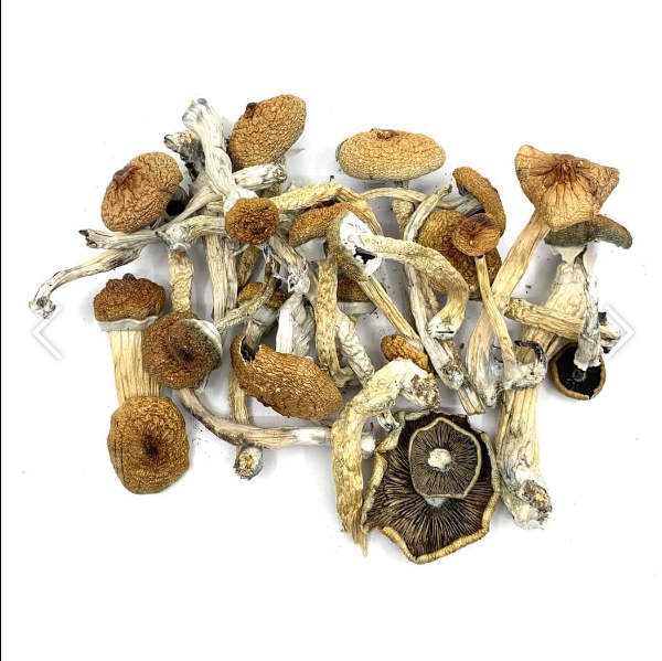 blue-meanies-shrooms blue-meanies-shrooms